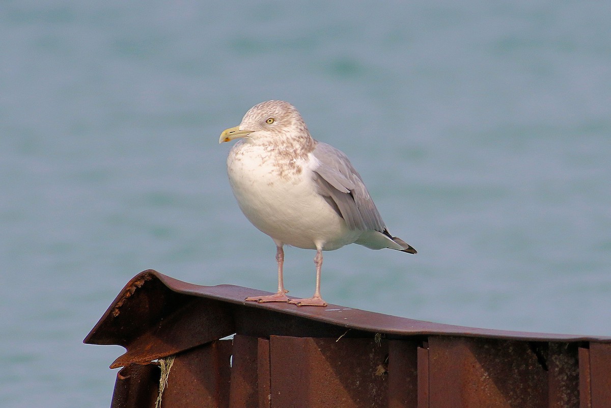 Gaviota Argéntea - ML123210921