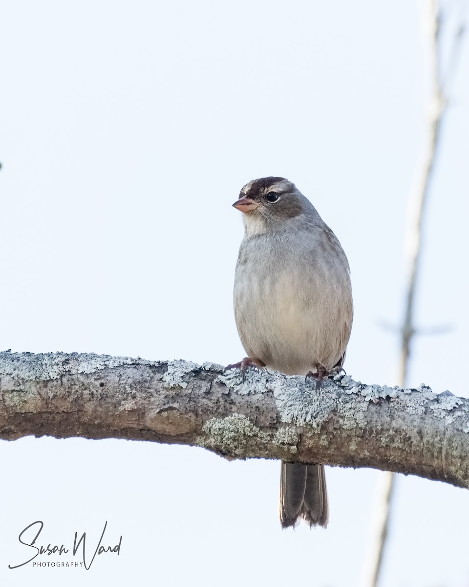 White-crowned Sparrow - ML123210951