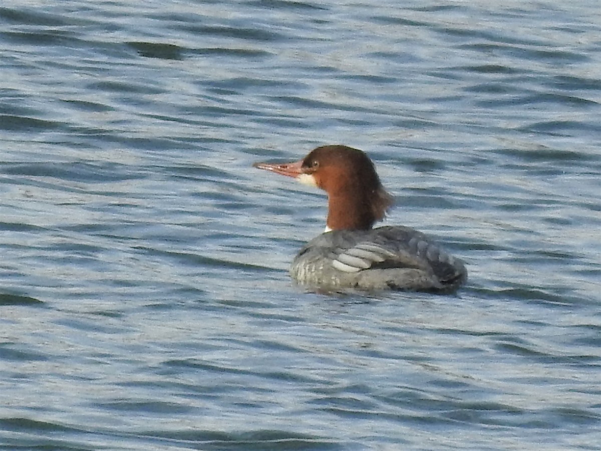 Common Merganser - ML123213701