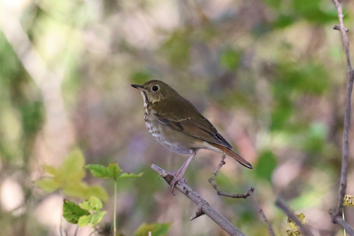 קיכלי חלוד-זנב - ML123215301