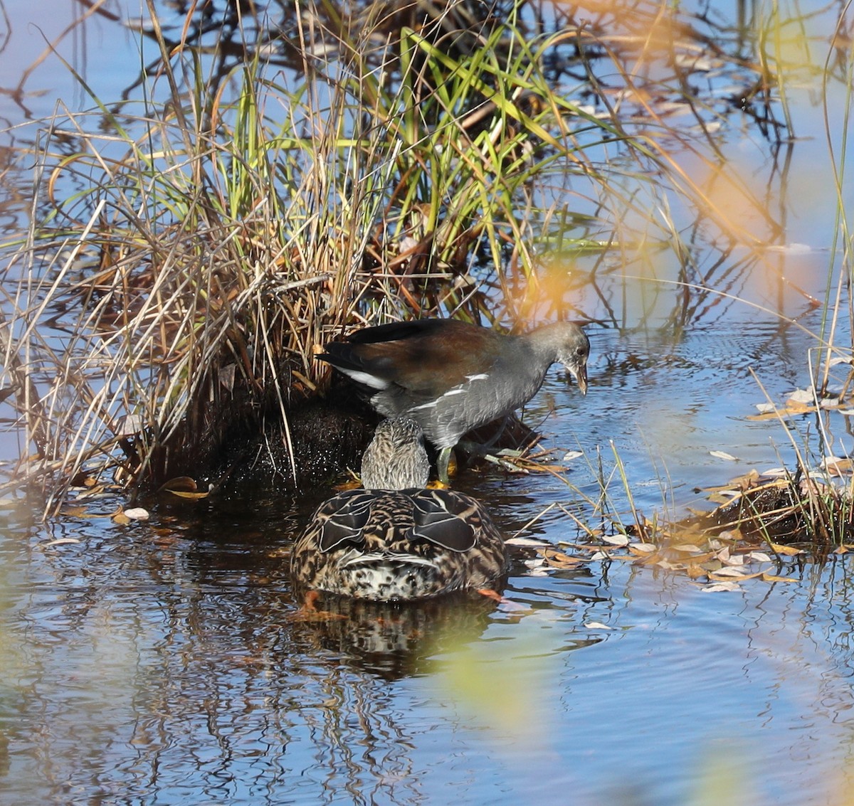 Common Gallinule - ML123216351