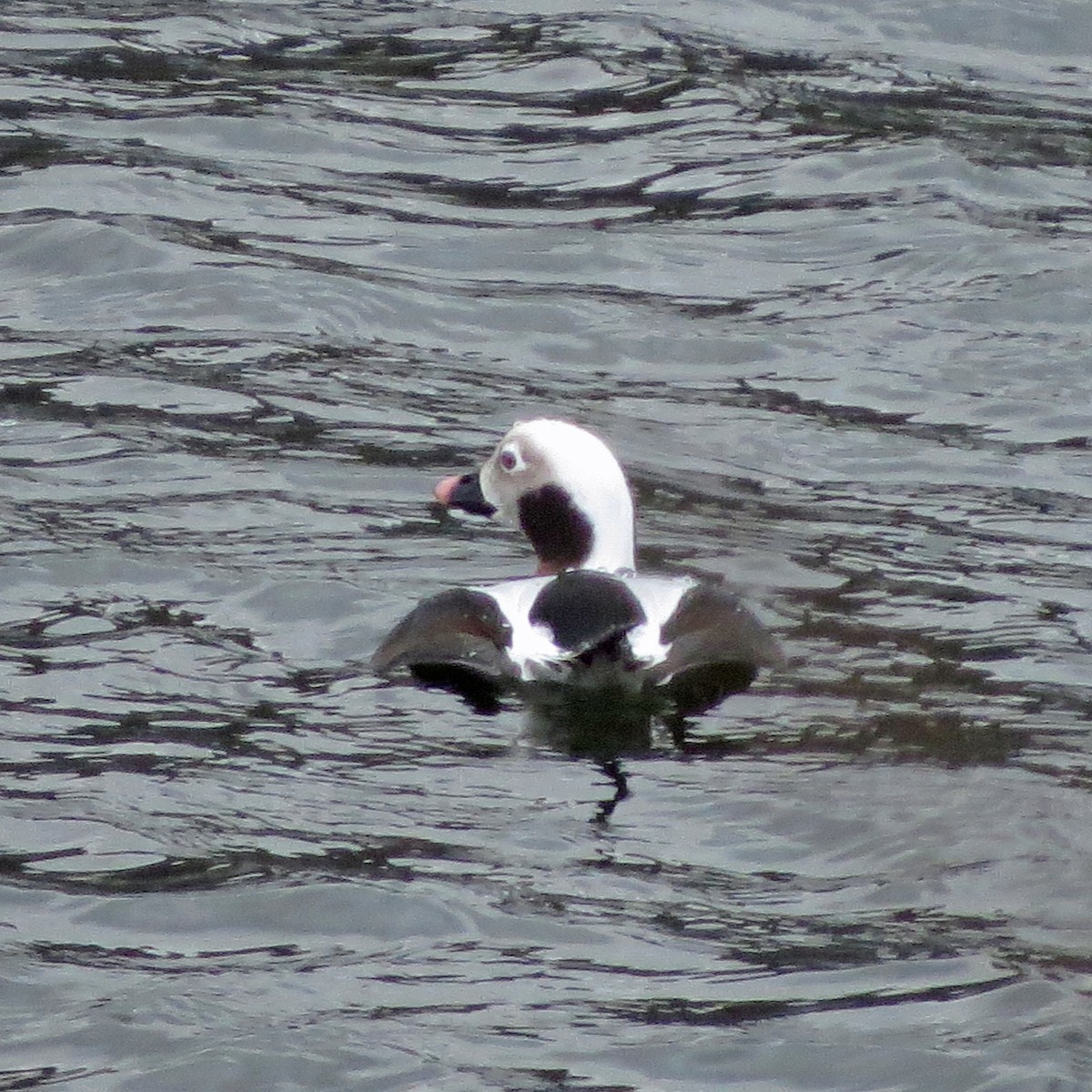 Long-tailed Duck - ML123217581