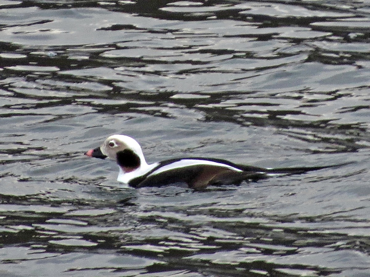 Long-tailed Duck - ML123217681