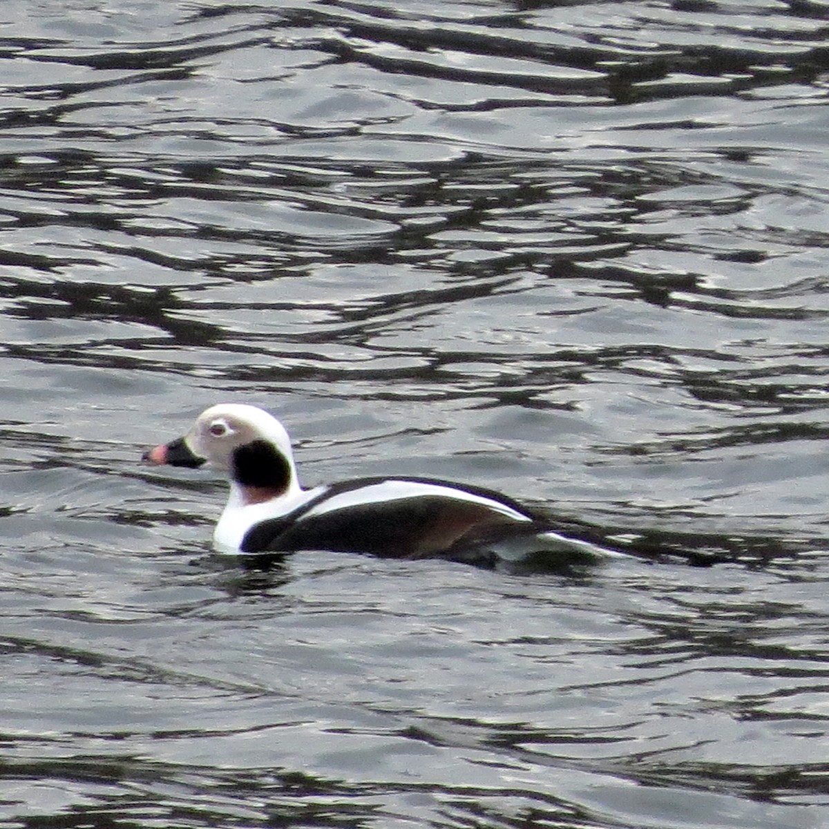 Long-tailed Duck - ML123217751