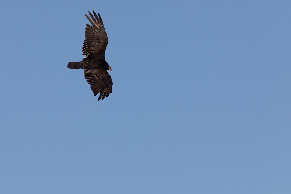 Turkey Vulture - ML123218091