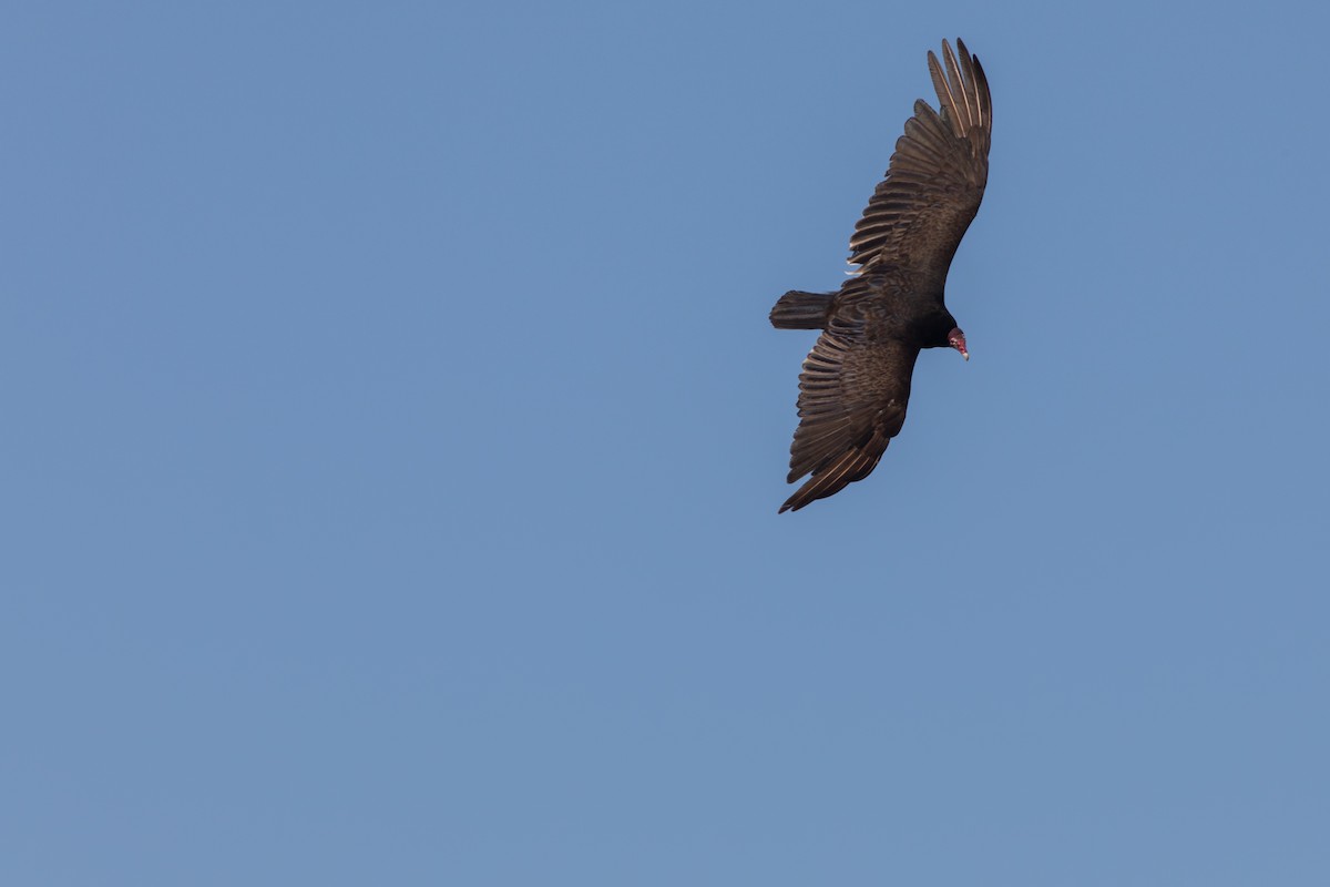 Turkey Vulture - ML123218121