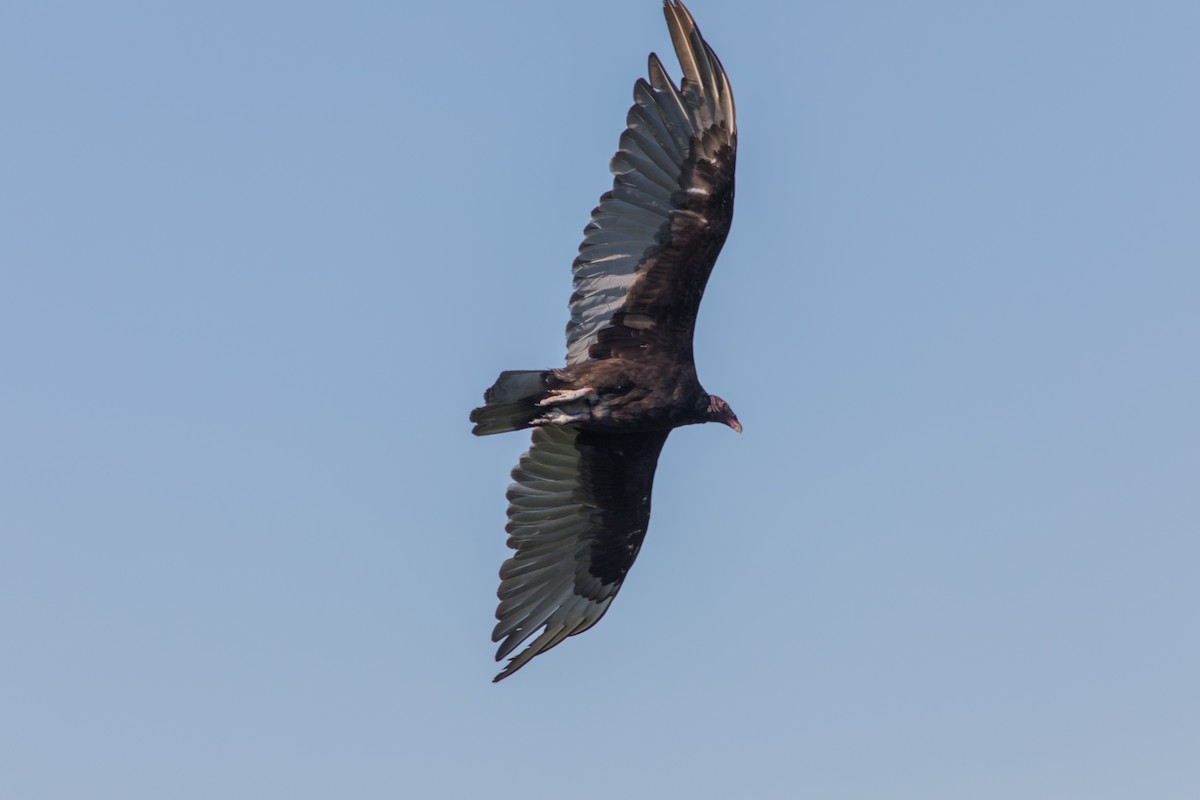 Turkey Vulture - ML123218151