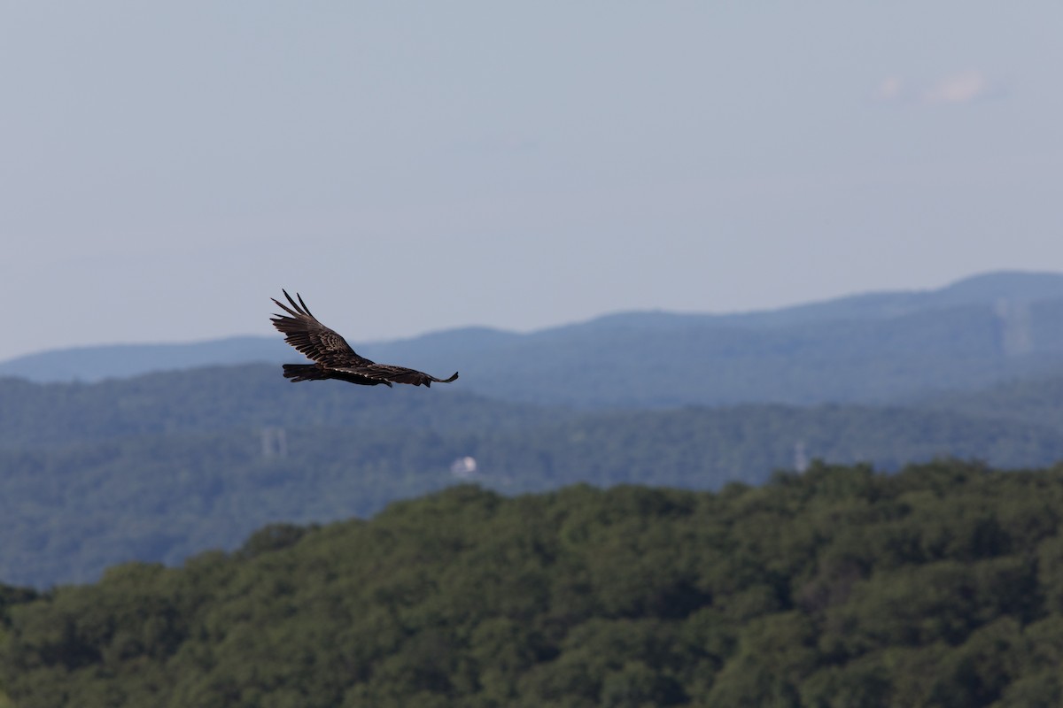 Turkey Vulture - ML123218181