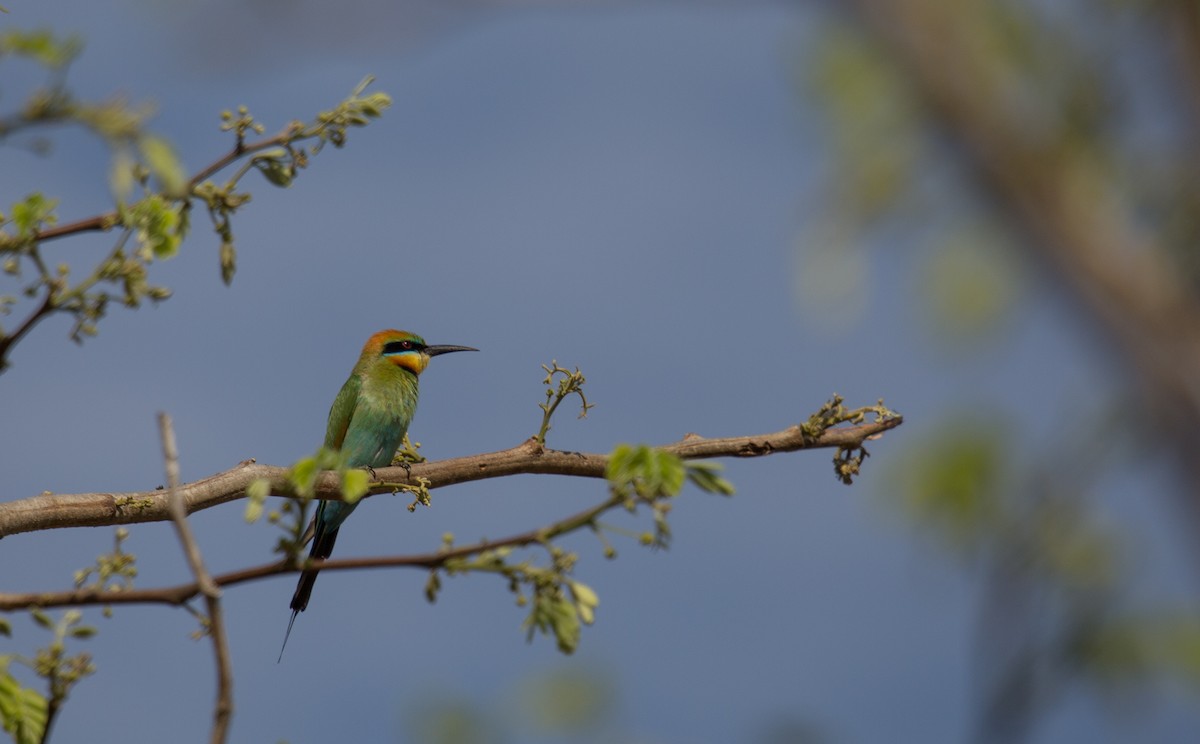 Rainbow Bee-eater - Geoff Dennis