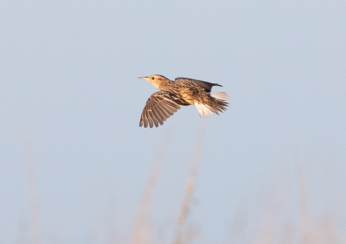 Eastern Meadowlark - ML123219991