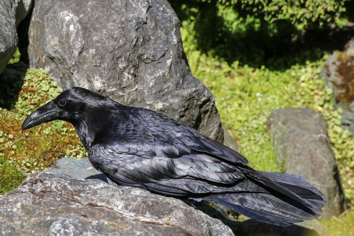 Common Raven - ML123220591