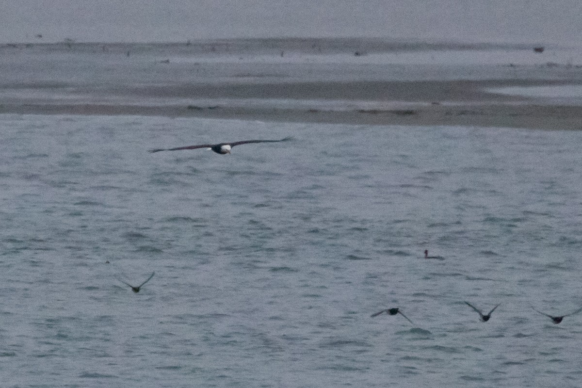 Bald Eagle - ML123222071
