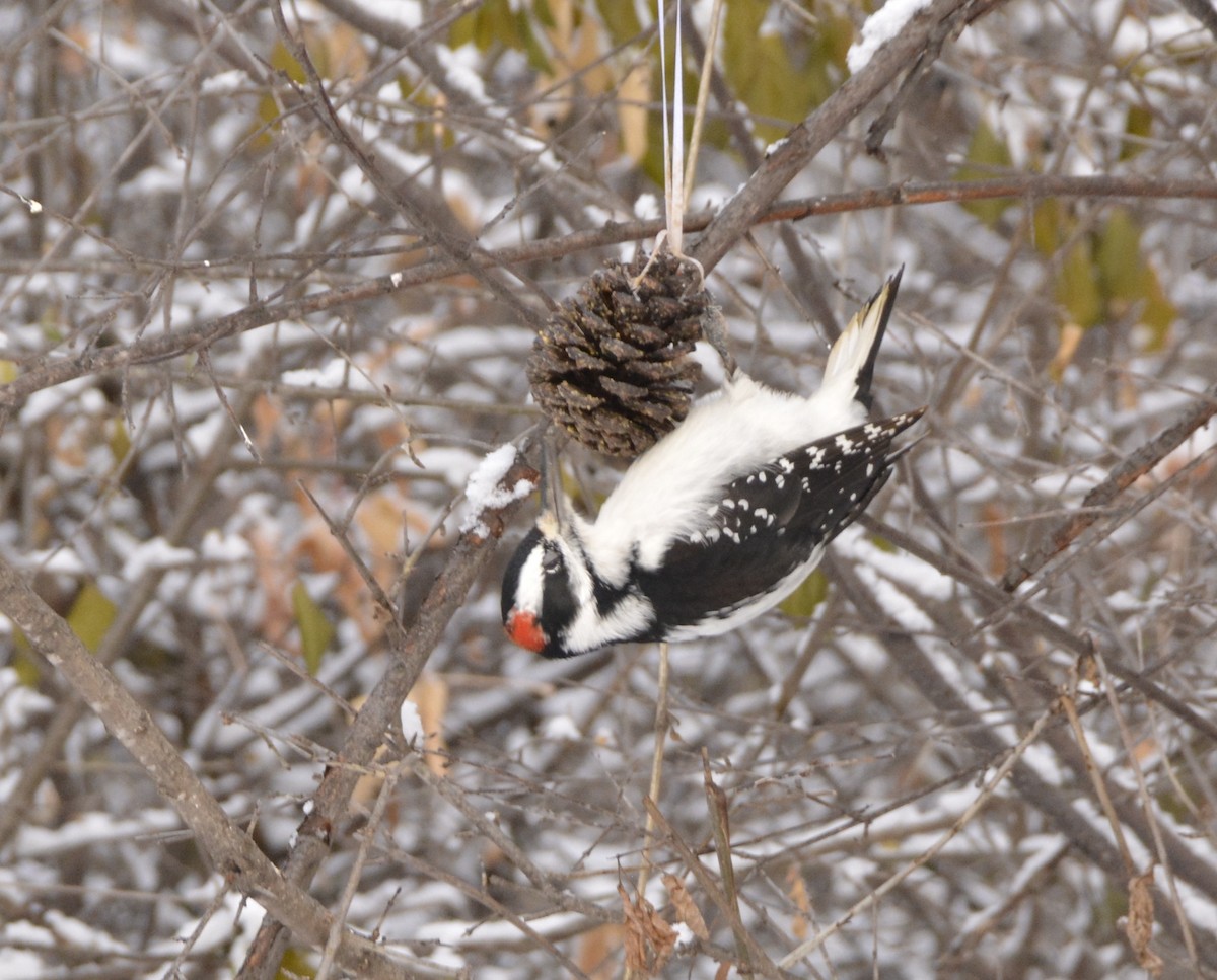 Hairy Woodpecker - John and Lesley Cree