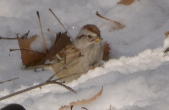 American Tree Sparrow - ML123225731