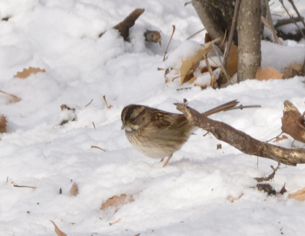 White-throated Sparrow - ML123225941