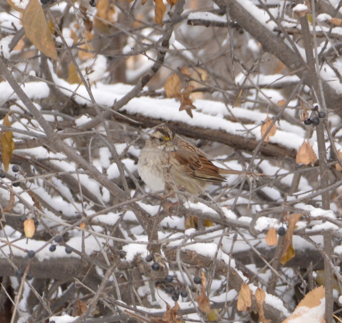 White-throated Sparrow - ML123225971