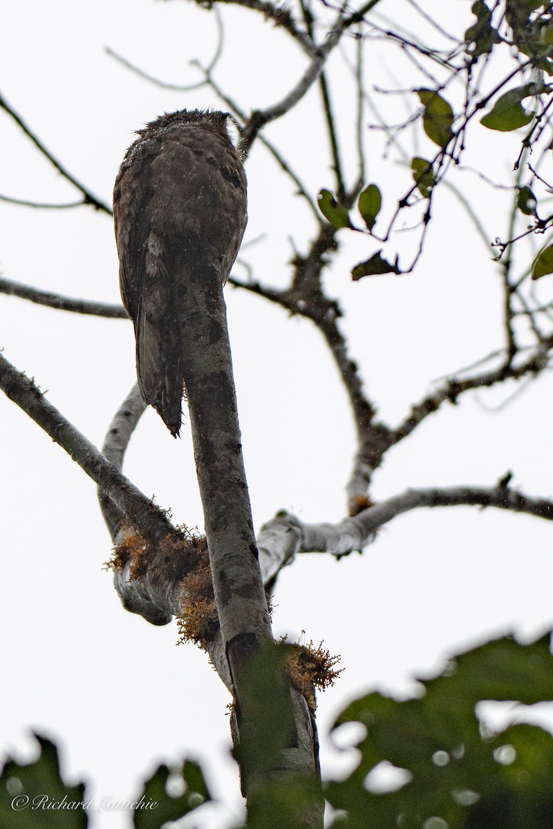 Common Potoo - ML123232121