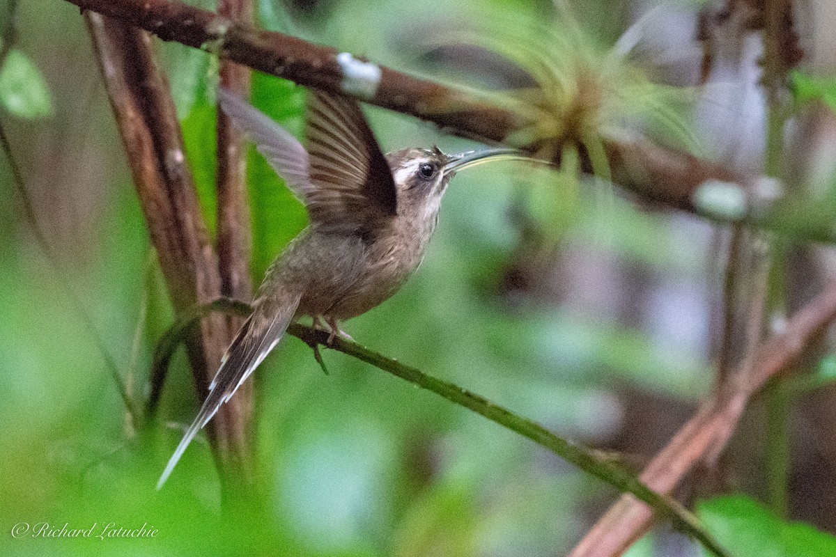 Dusky-throated Hermit - ML123232251