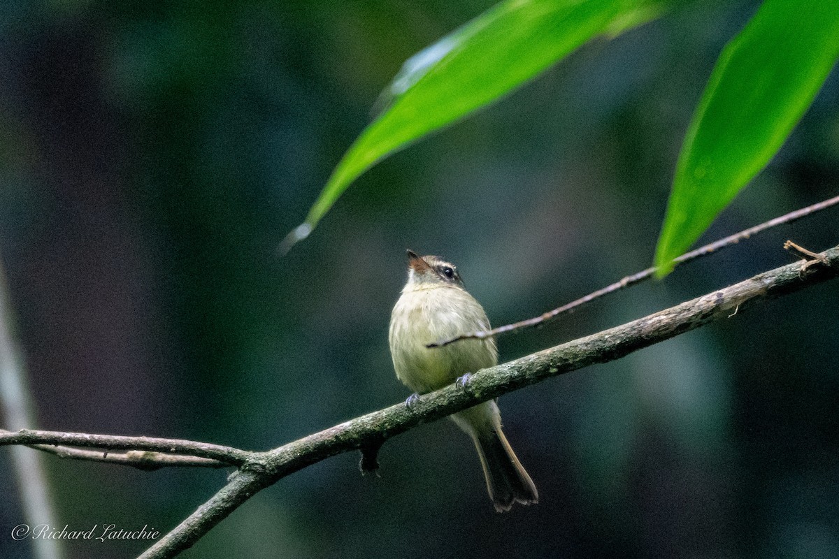 Large-headed Flatbill - ML123233701