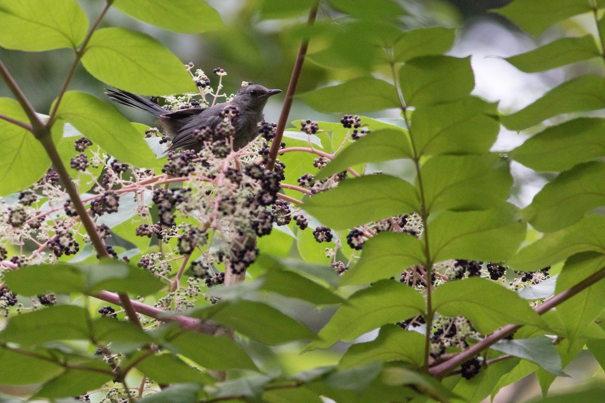 Gray Catbird - ML123235131