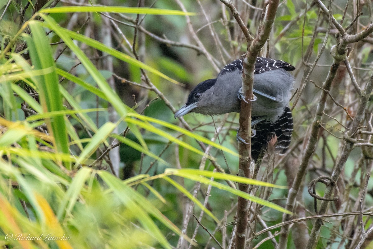 Giant Antshrike - ML123235151