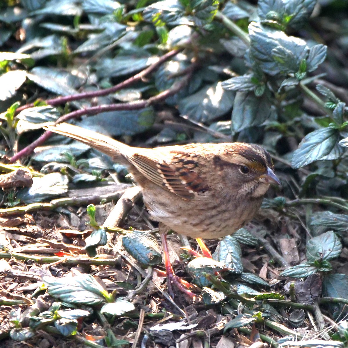 White-throated Sparrow - ML123236221