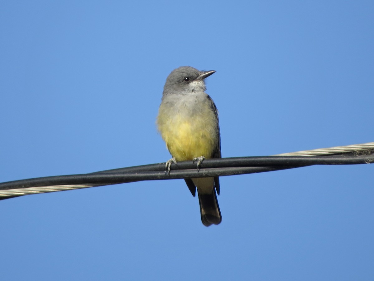 Tirano Gritón - ML123237691