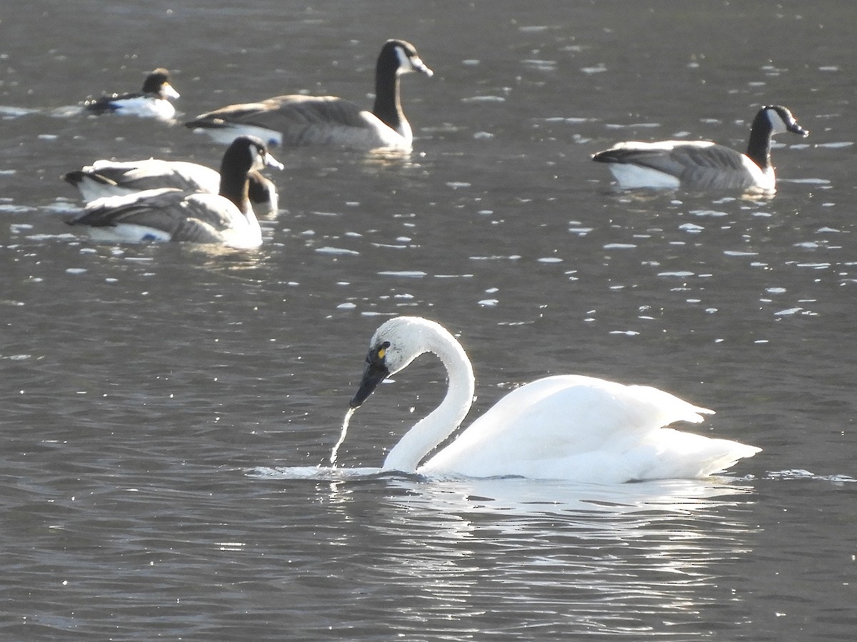 Cygne siffleur - ML123239831