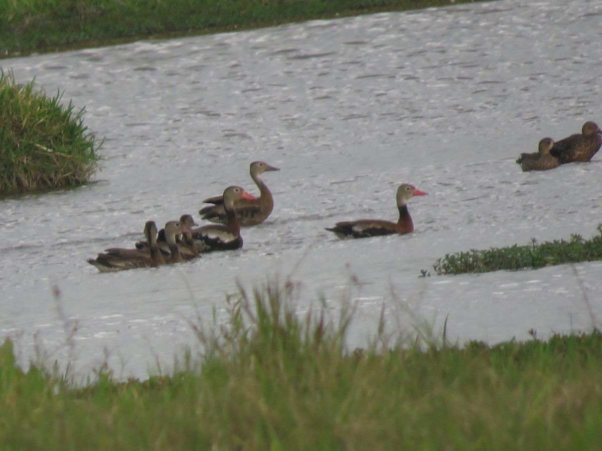 Blue-winged Teal - ML123244201