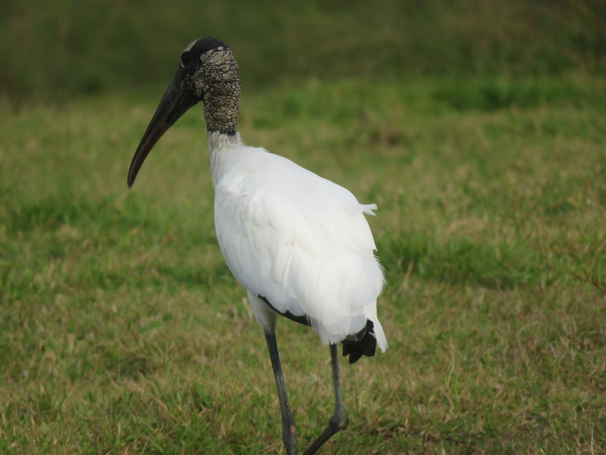 Wood Stork - ML123244341