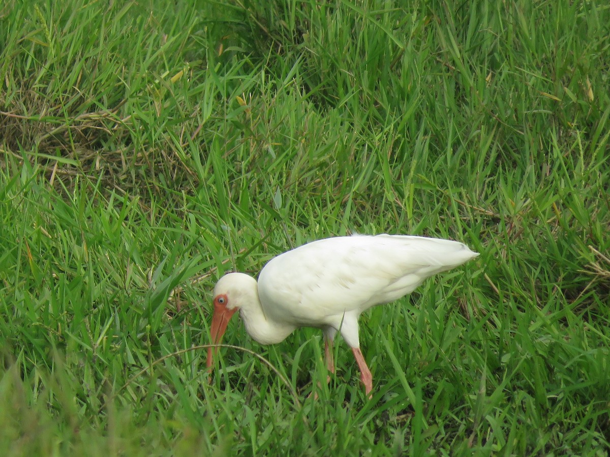 Ibis blanc - ML123244601