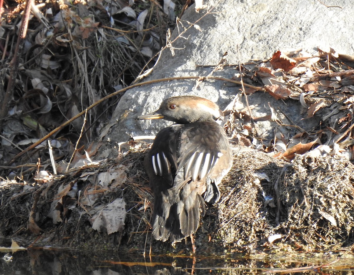 Hooded Merganser - ML123247361