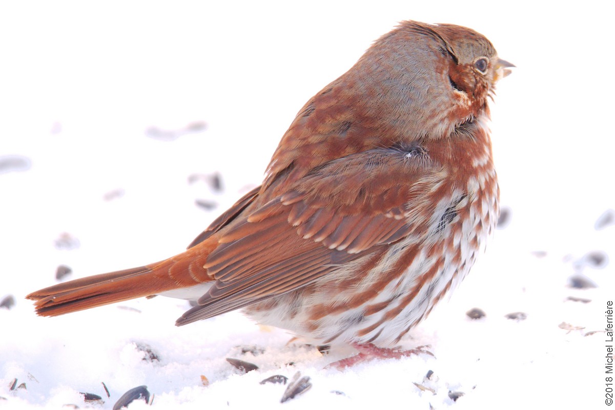 Fox Sparrow - ML123247871