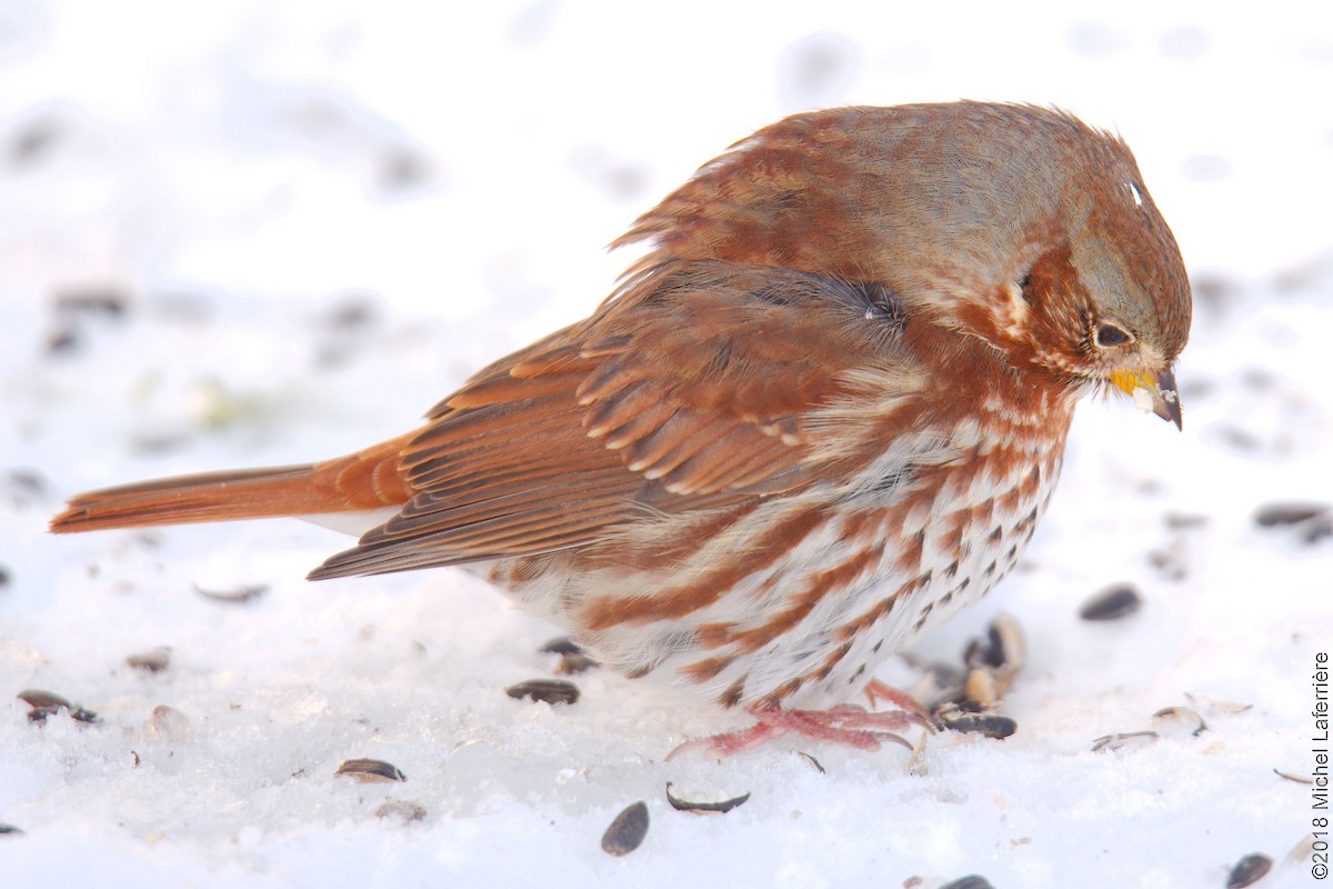 Fox Sparrow - ML123247891