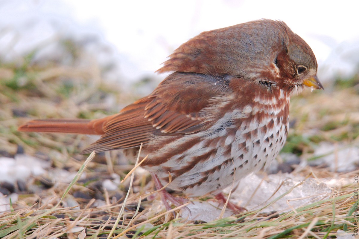 Fox Sparrow - Michel Laferriere