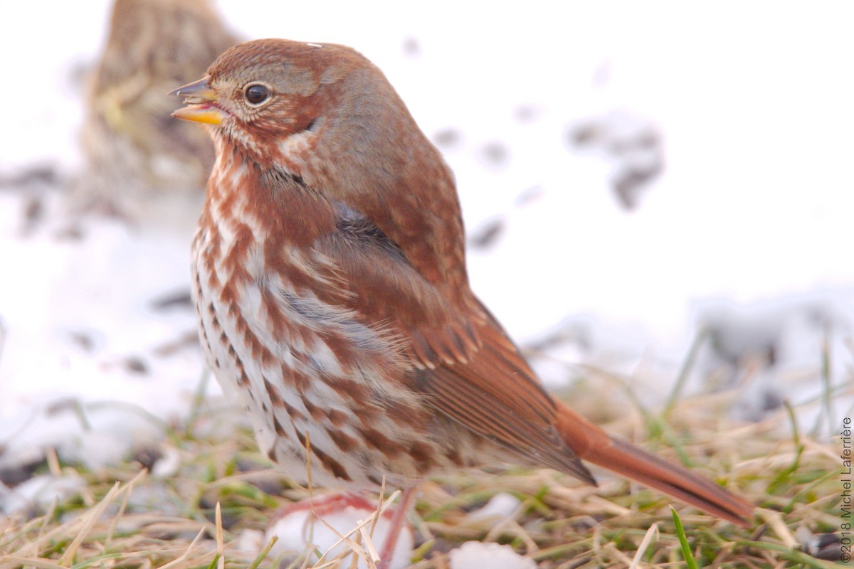 Fox Sparrow - Michel Laferriere