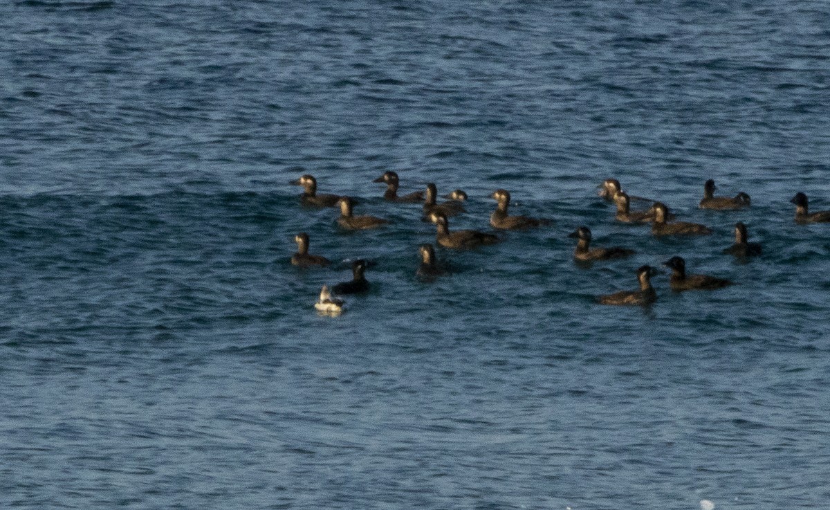 Long-tailed Duck - ML123249721