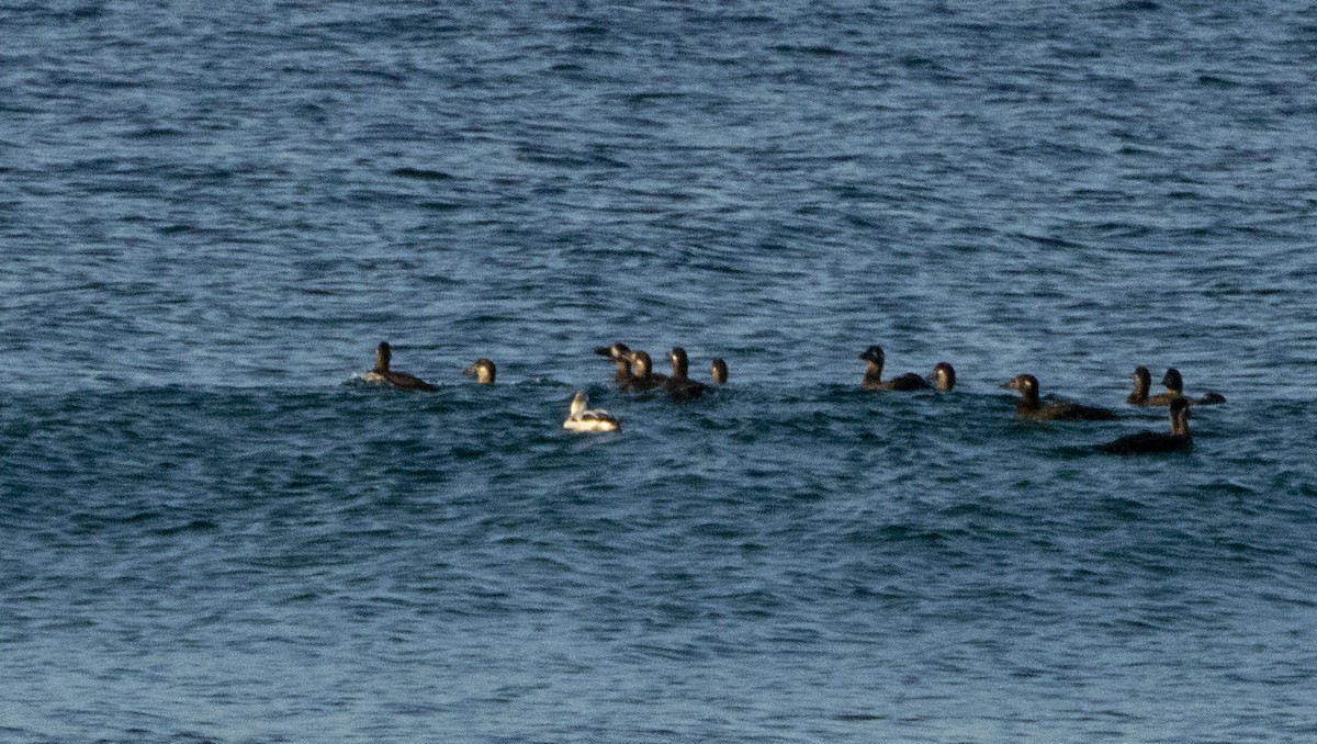 Long-tailed Duck - ML123250081