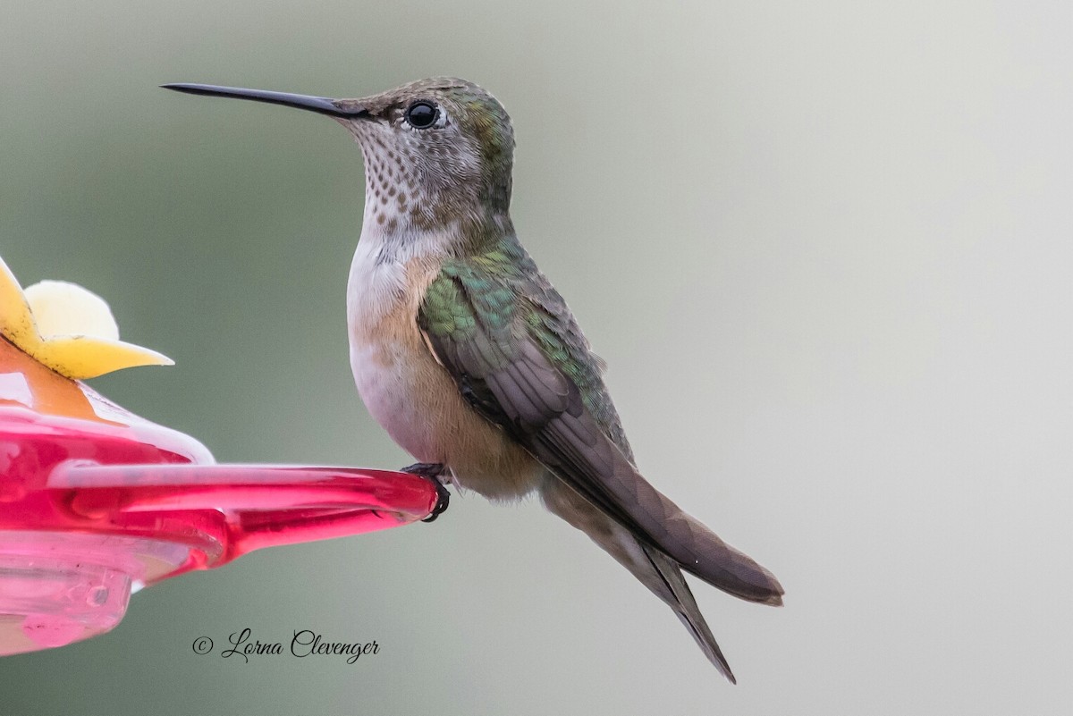 Broad-tailed Hummingbird - Lorna Clevenger