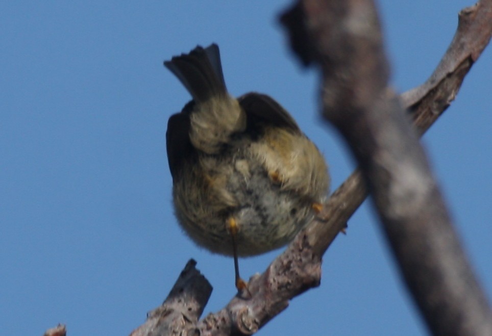 Ruby-crowned Kinglet - Frederick Bowes