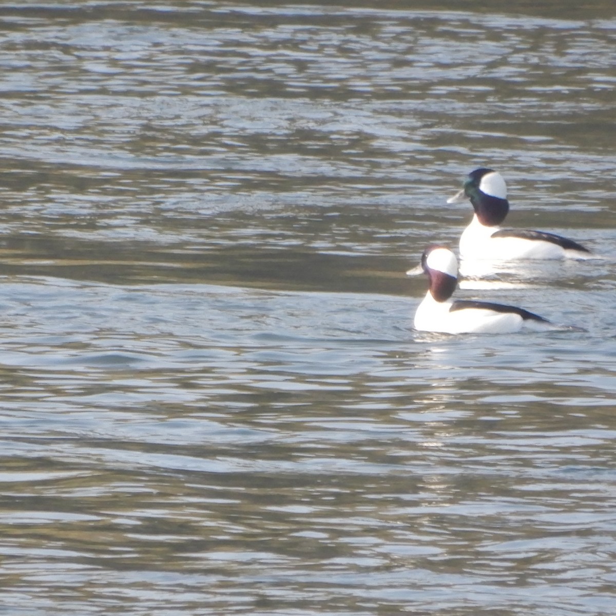 Bufflehead - ML123251421