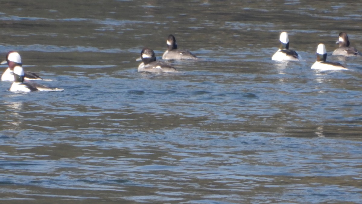 Bufflehead - ML123251451