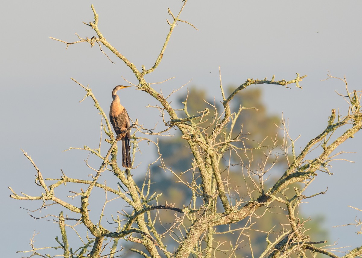 Anhinga - ML123252871