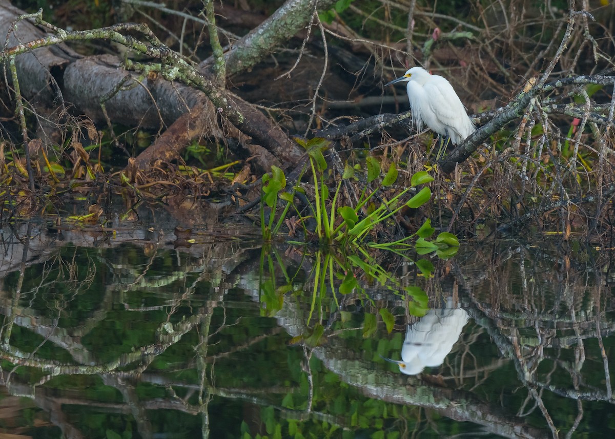 Snowy Egret - ML123252991