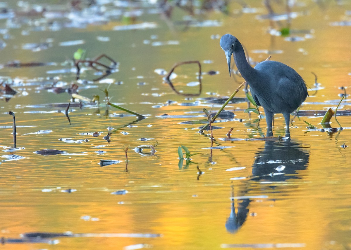 Little Blue Heron - ML123253061