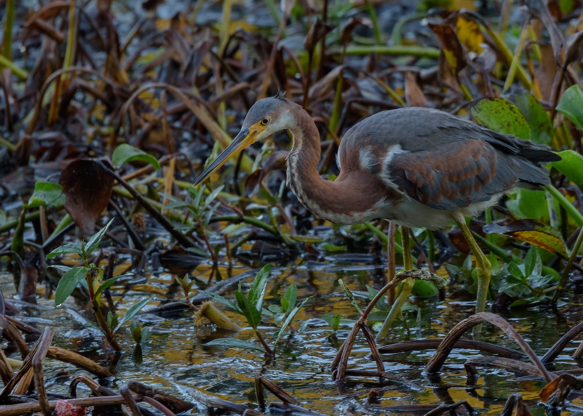 Tricolored Heron - ML123253121