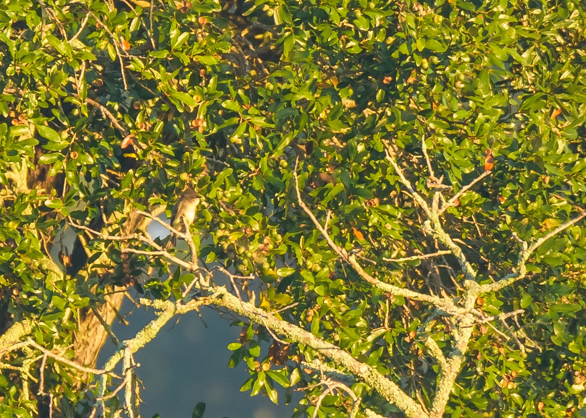 Eastern Phoebe - ML123253151