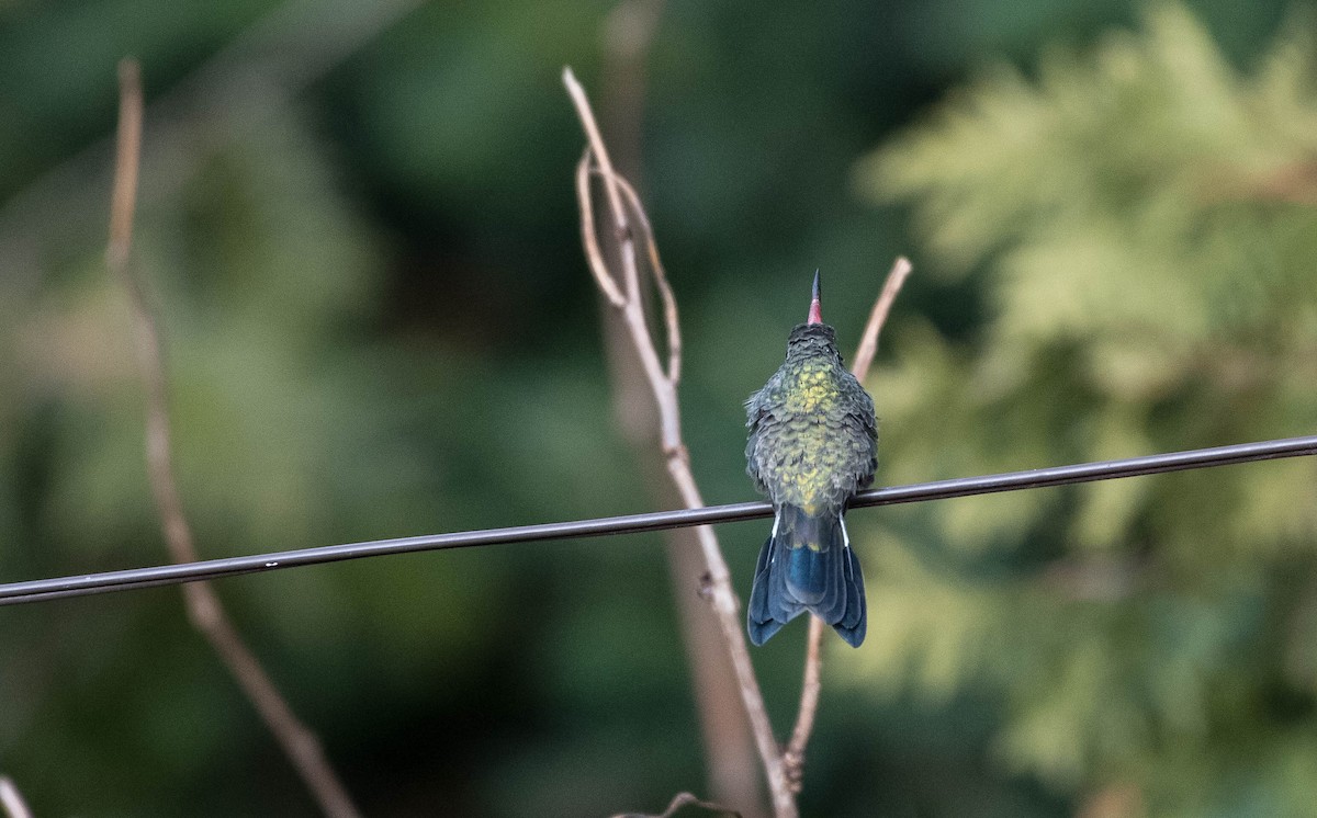 Broad-billed Hummingbird - ML123253191