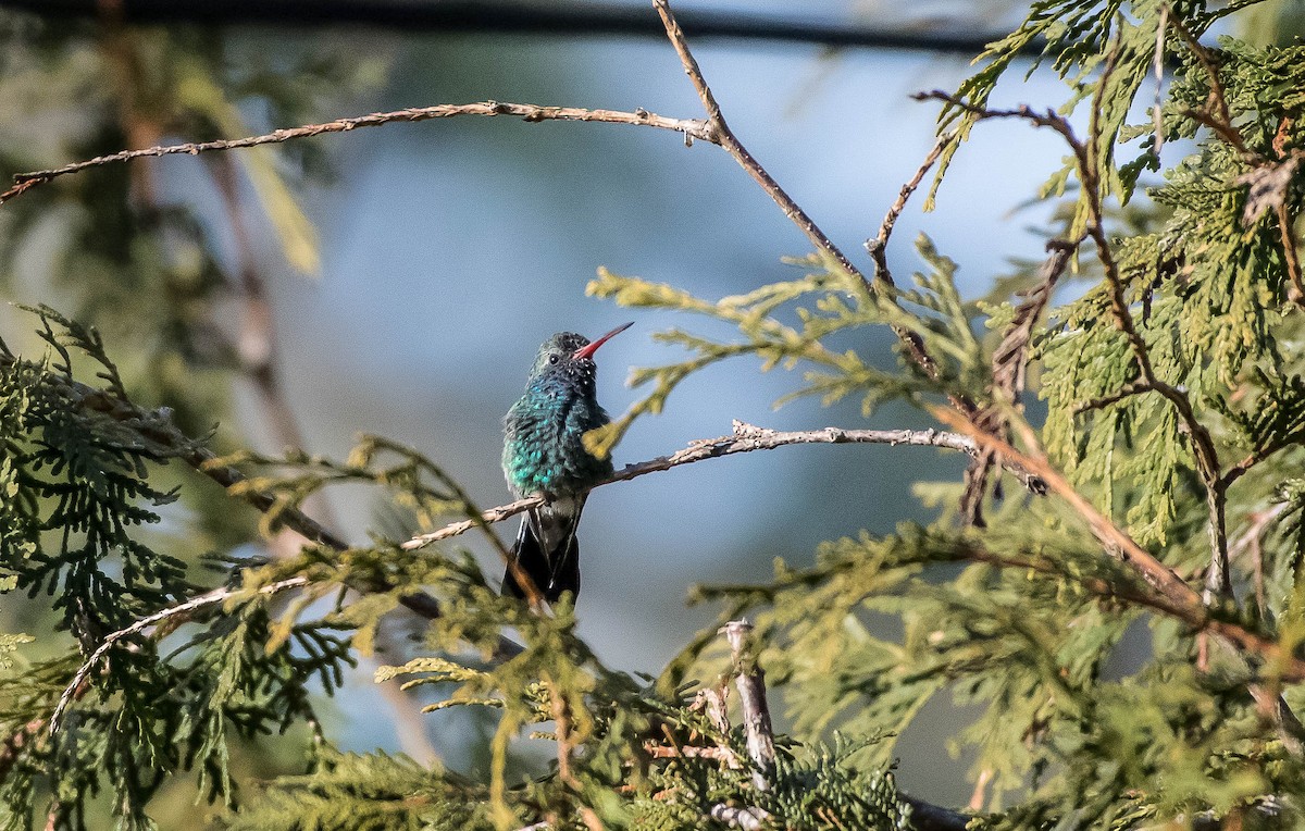 Broad-billed Hummingbird - ML123253211