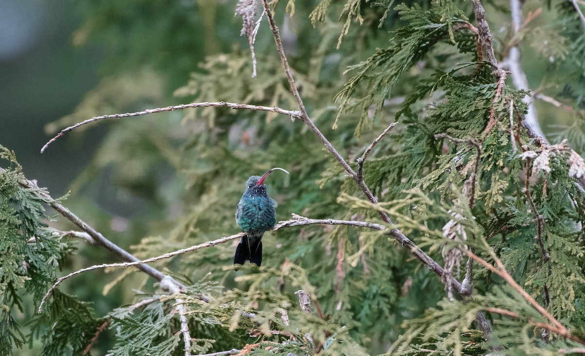 Broad-billed Hummingbird - ML123253221